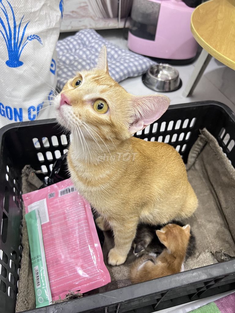 Mèo Vàng. Mua bán Mèo tại Huyện Nhà Bè Tp Hồ Chí Minh được đăng bởi huyền lê hình 1