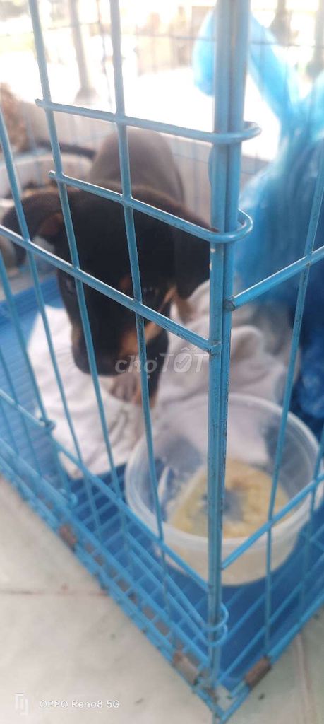 Chó Phú Quốc lai Đực Đen vàng. Mua bán Chó tại Quận Tân Bình Tp Hồ Chí Minh được đăng bởi Nguyen hung hâu  hình 1