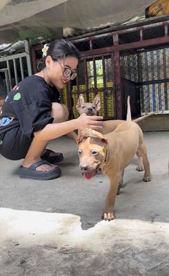 Chó Giữ Nhà Xoáy Thái Lan