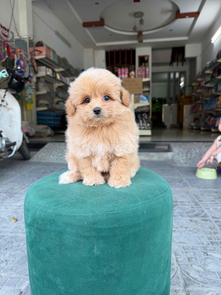 poodle lông dày. Mua bán Chó tại Quận Liên Chiểu Đà Nẵng được đăng bởi DC PETHOUSE hình 1