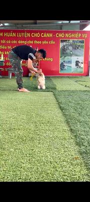 Tìm chủ mới cho bé phốc sóc đã qua huấn luyện. Mua bán Chó tại Huyện Bình Chánh Tp Hồ Chí Minh được đăng bởi Thắng Thật Thà