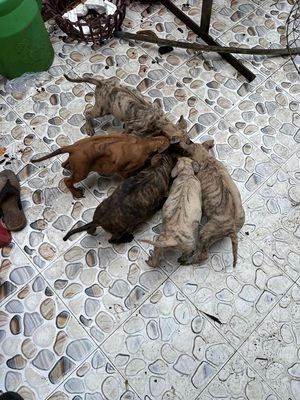 bày chó phú quốc con vện đẹp