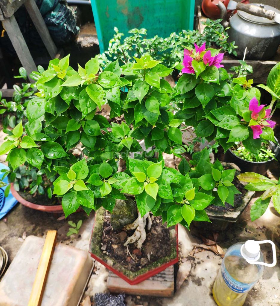 Cây cảnh Hoa Giấy Mỹ Bonsai . Mua bán Cây cảnh, đồ trang trí tại Thành phố Nha Trang Khánh Hòa được đăng bởi Nguyễn Thanh hình 1
