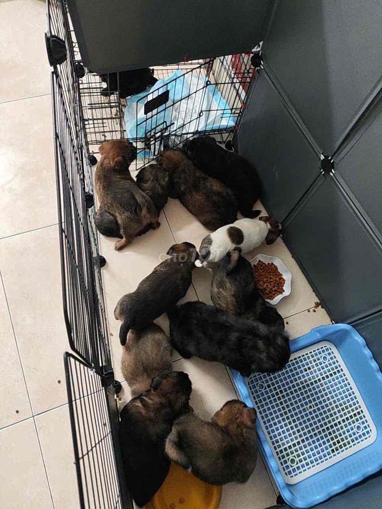 Chó Poodle Phốc Đen Trắng Nâu. Mua bán Chó tại Quận Tây Hồ Hà Nội được đăng bởi Ngọc Anh hình 1