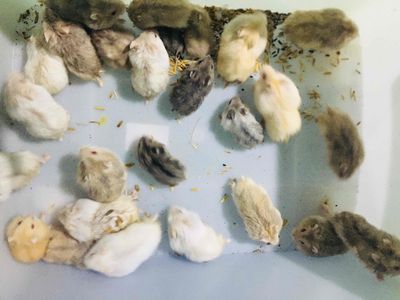 Chuyên hamster winter white Cần Thơ và sỉ thức ăn