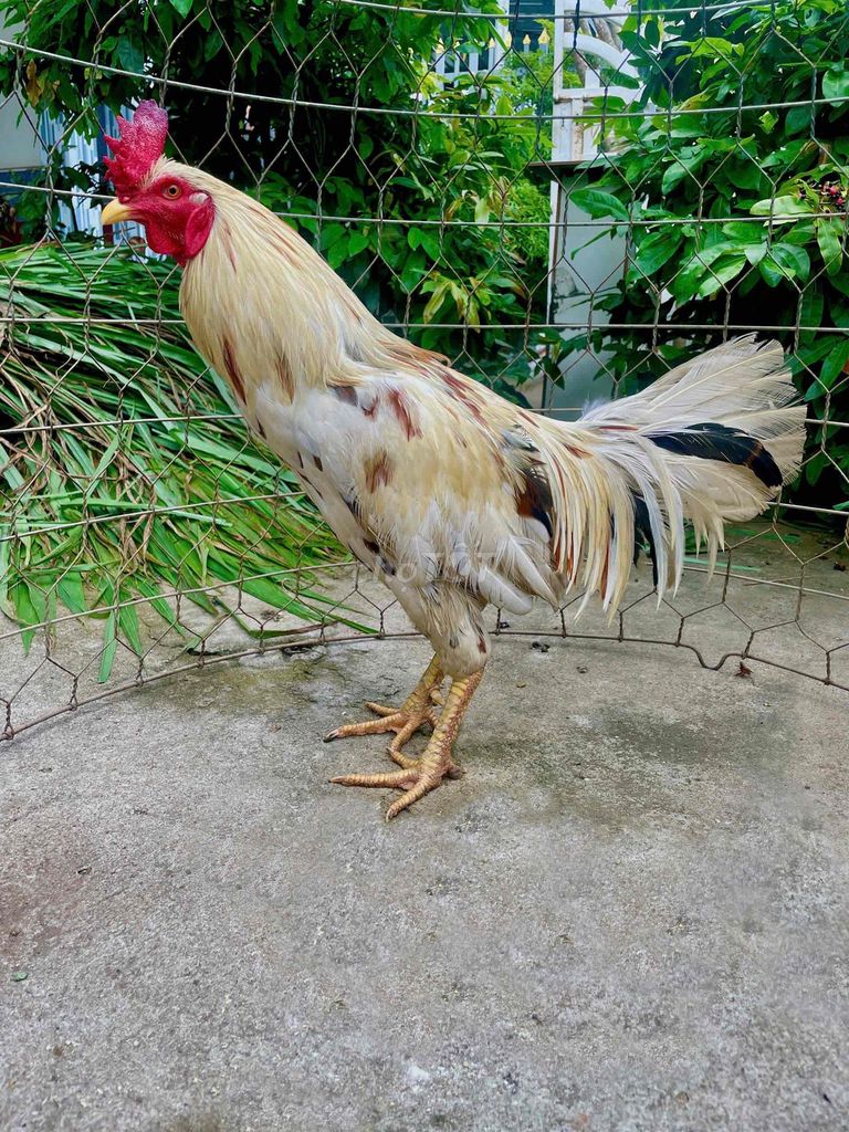 Gà chọi trống 3kg màu Bướm zin. Mua bán Gà tại Huyện Trà Cú Trà Vinh được đăng bởi Thanh Sang hình 1