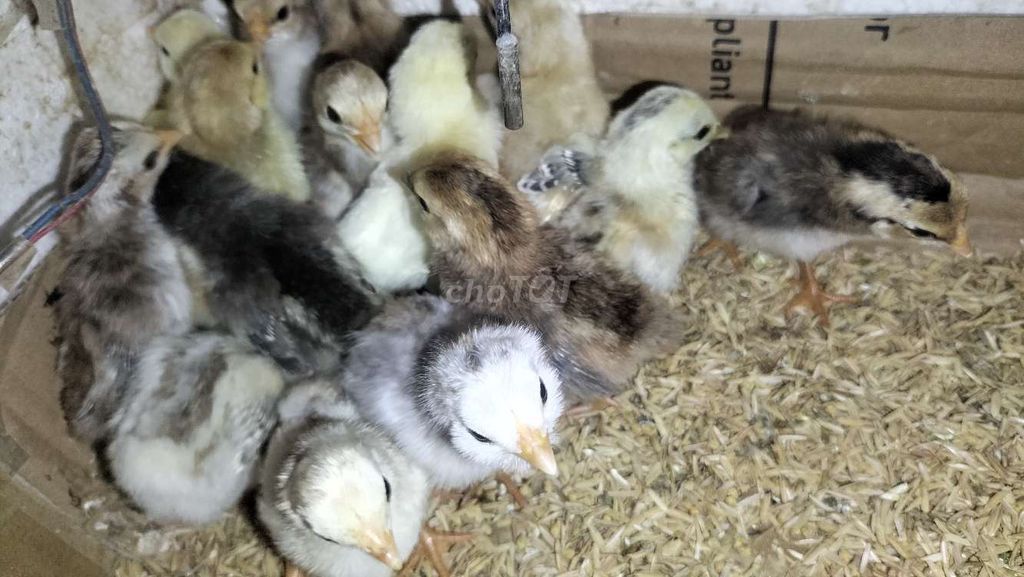 Gà Tre Tân Châu 2-5 ngày tuổi. Mua bán Gà tại Quận Thanh Xuân Hà Nội được đăng bởi an hình 1