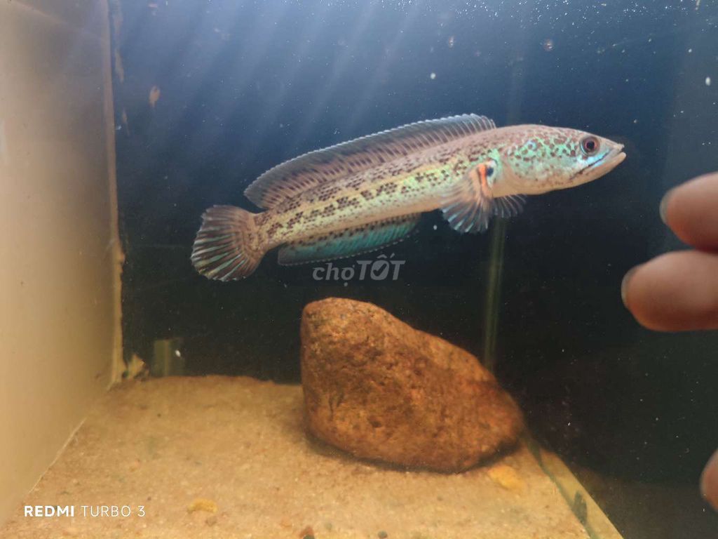 Cb trung size 7,10 có thể hơn