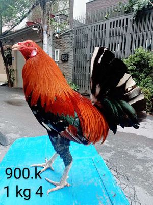 1 kg 4 gà zin tay tốt lông mới. Mua bán Gà tại Quận Gò Vấp Tp Hồ Chí Minh được đăng bởi nam gà tre 