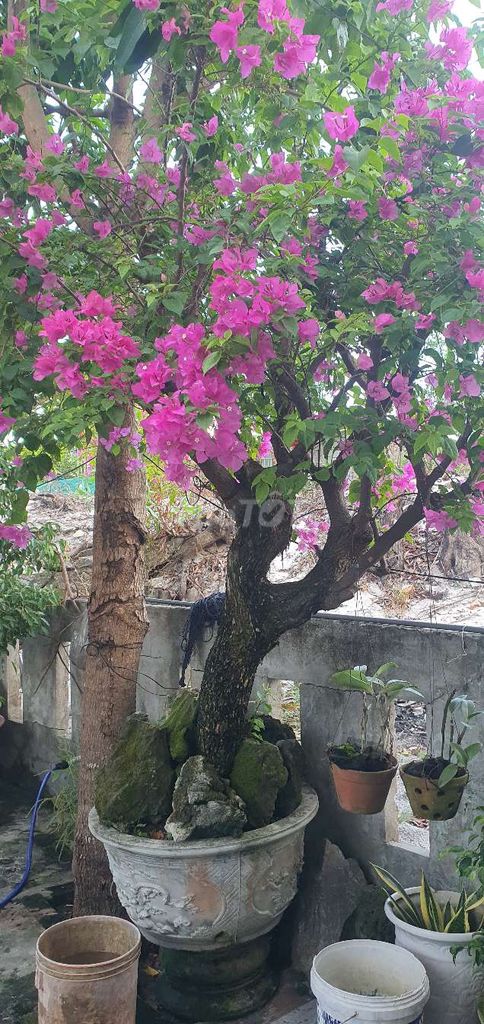Cây hoa giấy Hồng Đất nung. Mua bán Cây cảnh, đồ trang trí tại Quận Liên Chiểu Đà Nẵng được đăng bởi CHUyÊN HÀNG  NHẬT BÃI CÁC lOẠI  hình 1