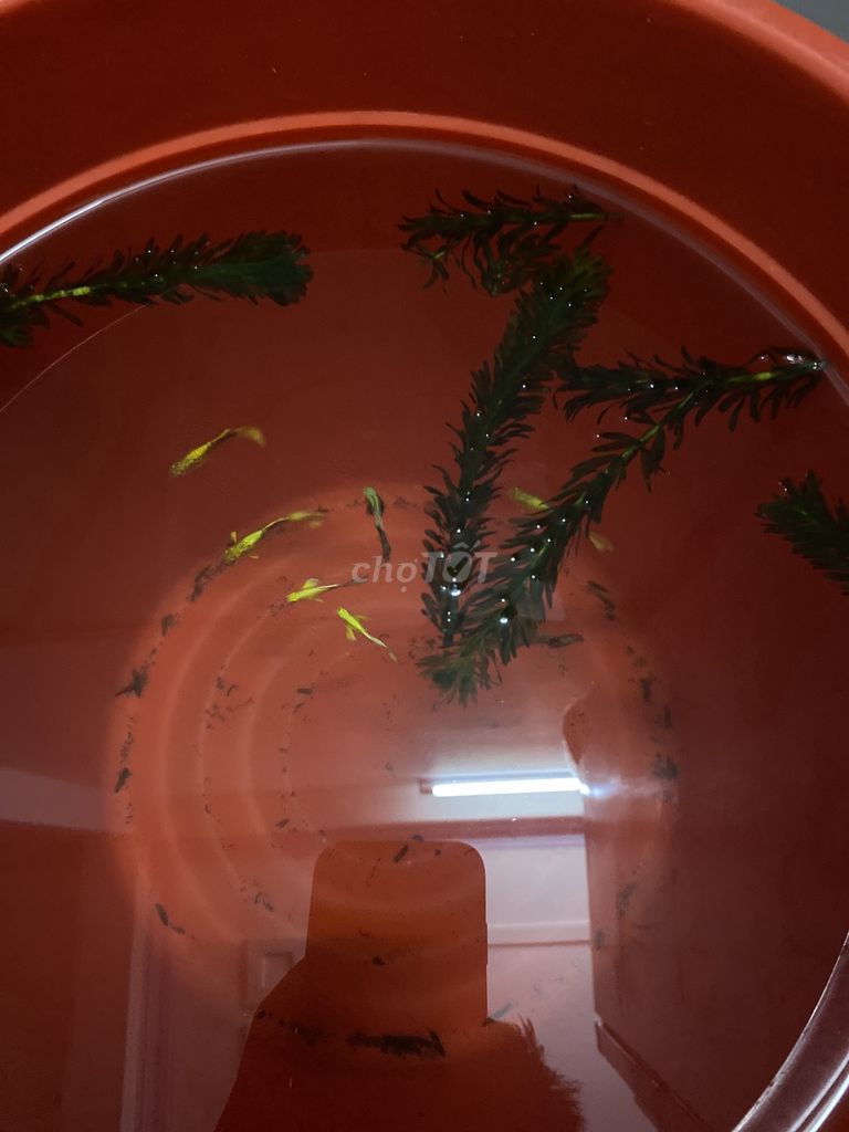 Cá cảnh Full Gold Vàng. Mua bán Thú cưng khác tại Quận Gò Vấp Tp Hồ Chí Minh được đăng bởi JOHNNY hình 1