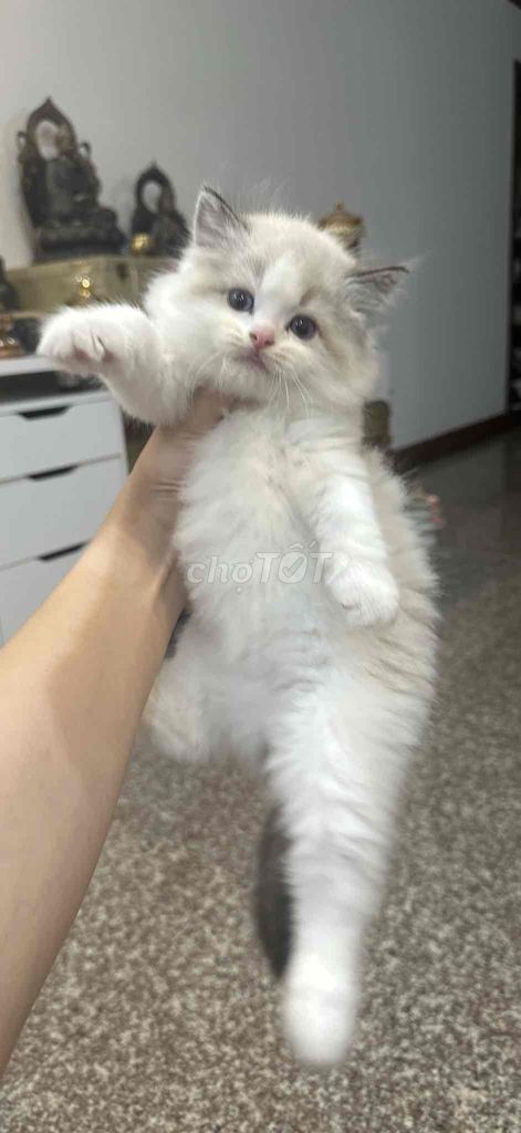 Mèo ragdoll đực 2 tháng