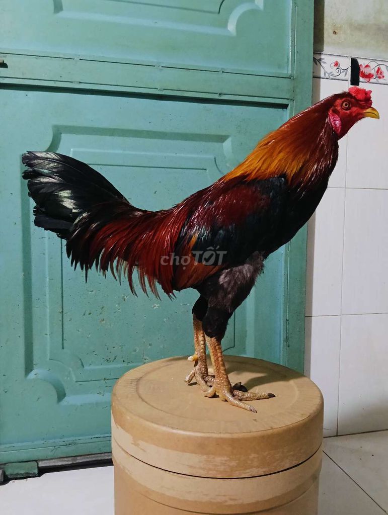 Điều hách mỹ 2k9 tay tốt