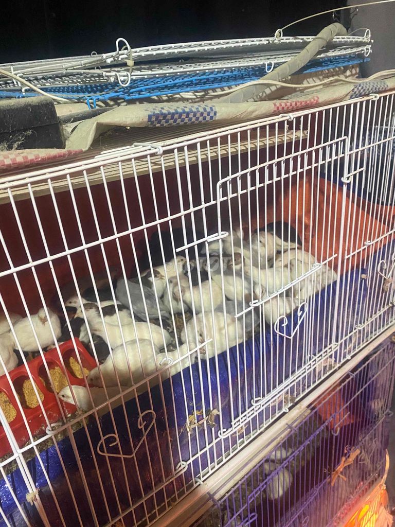 Gà Rutin đủ size. Mua bán Gà tại Quận Nam Từ Liêm Hà Nội được đăng bởi Phan Thị Quỳnh Ho hình 1