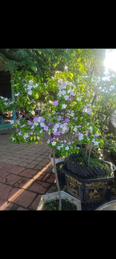 Cây cảnh trang trí nhà cửa. Mua bán Cây cảnh, đồ trang trí tại Thị xã Phú Mỹ Bà Rịa - Vũng Tàu được đăng bởi Ren Lo hình 1