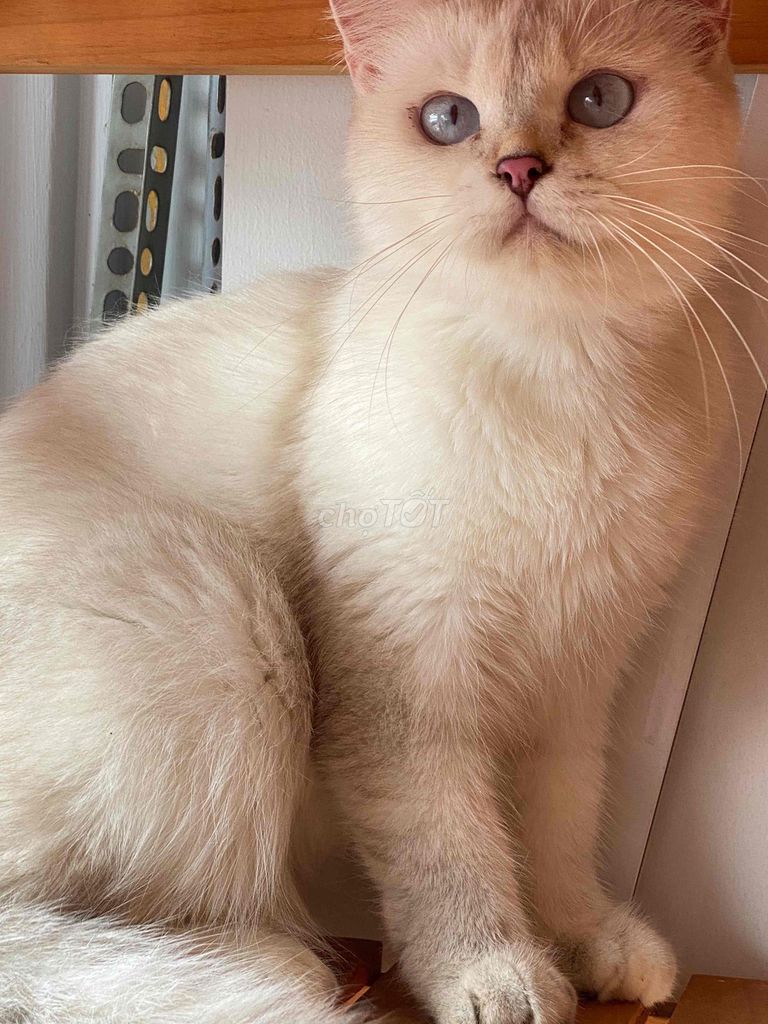 Mèo anh lông ngắn silver cái 11 tháng. Mua bán Mèo tại Quận 8 Tp Hồ Chí Minh được đăng bởi Mèo Meo hình 1