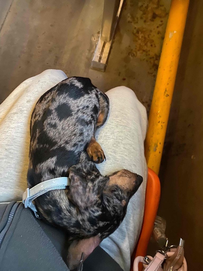 bé trai 4 tháng tuổi tìm nhà mới. Mua bán Chó tại Thành phố Vũng Tàu Bà Rịa - Vũng Tàu được đăng bởi Như Ý hình 4