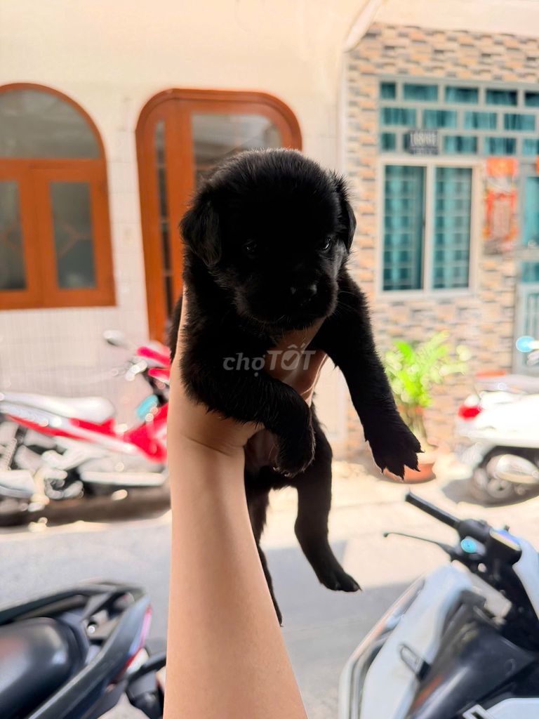 Chó con Đen, Nâu, Trắng. Mua bán Chó tại Quận 4 Tp Hồ Chí Minh được đăng bởi Nguyễn Cao Thiện Nhân hình 1