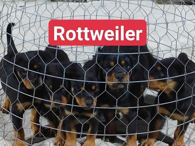 Chó Rottweiler 2 Mũi Vaccin