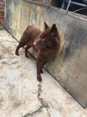 nhà cần bán nhanh bé mông cộc cái. Mua bán Chó tại Quận Hải An Hải Phòng được đăng bởi Hải phòng