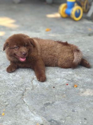 Chó Gấu Bắc Hà Nâu Đỏ Tuyền Hàng Đẹp Chuẩn Giống