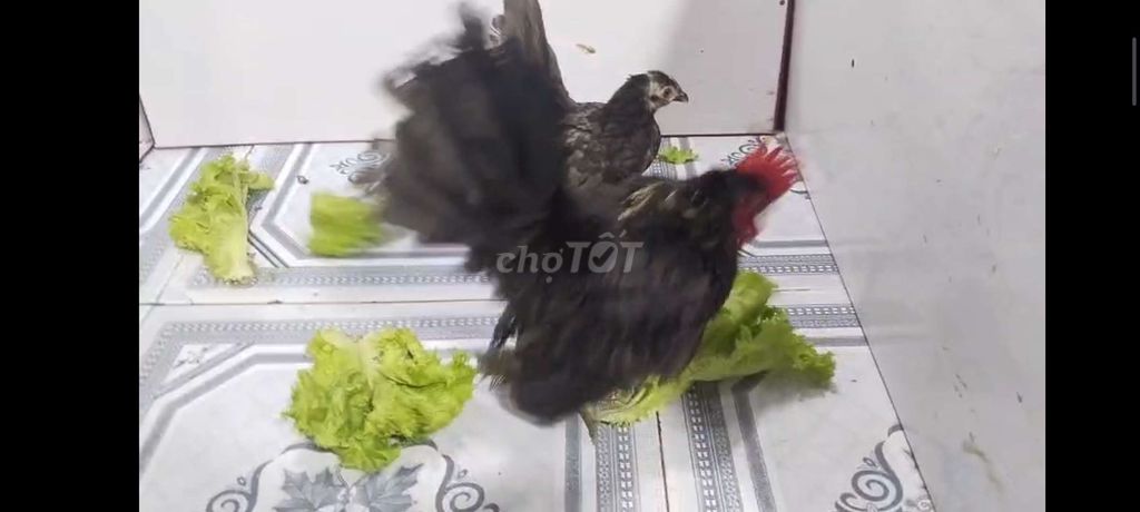 gà SERAMA CẶP TRỐNG MÁI Ô 38. Mua bán Gà tại Quận 8 Tp Hồ Chí Minh được đăng bởi THUẬN PHÁT SERAMA hình 3