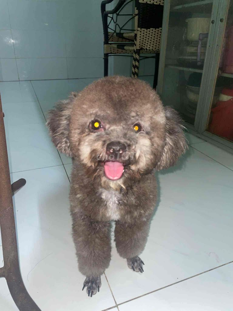 Dịch vụ phối giống Chó Poodle Xám. Mua bán Phụ kiện, Thức ăn, Dịch vụ tại Huyện Bình Đại Bến Tre được đăng bởi Kim Ngann hình 1