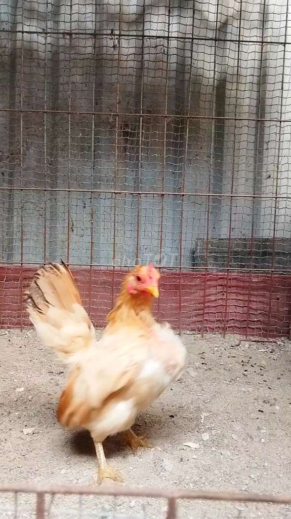 Gà Serama mái đang đẻ . Mua bán Gà tại Huyện Đông Anh Hà Nội được đăng bởi Trại Gà Hà Nội hình 1