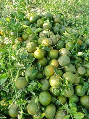 Cam sành Vĩnh Long. Mua bán Đồ ăn, thực phẩm và các loại khác tại Huyện Tam Bình Vĩnh Long được đăng bởi Phạm Kiều Oanh