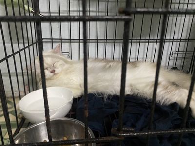 Bé mèo Ragdoll siêu ngoan. Mua bán Mèo tại Quận Hải Châu Đà Nẵng được đăng bởi Việt An Lê