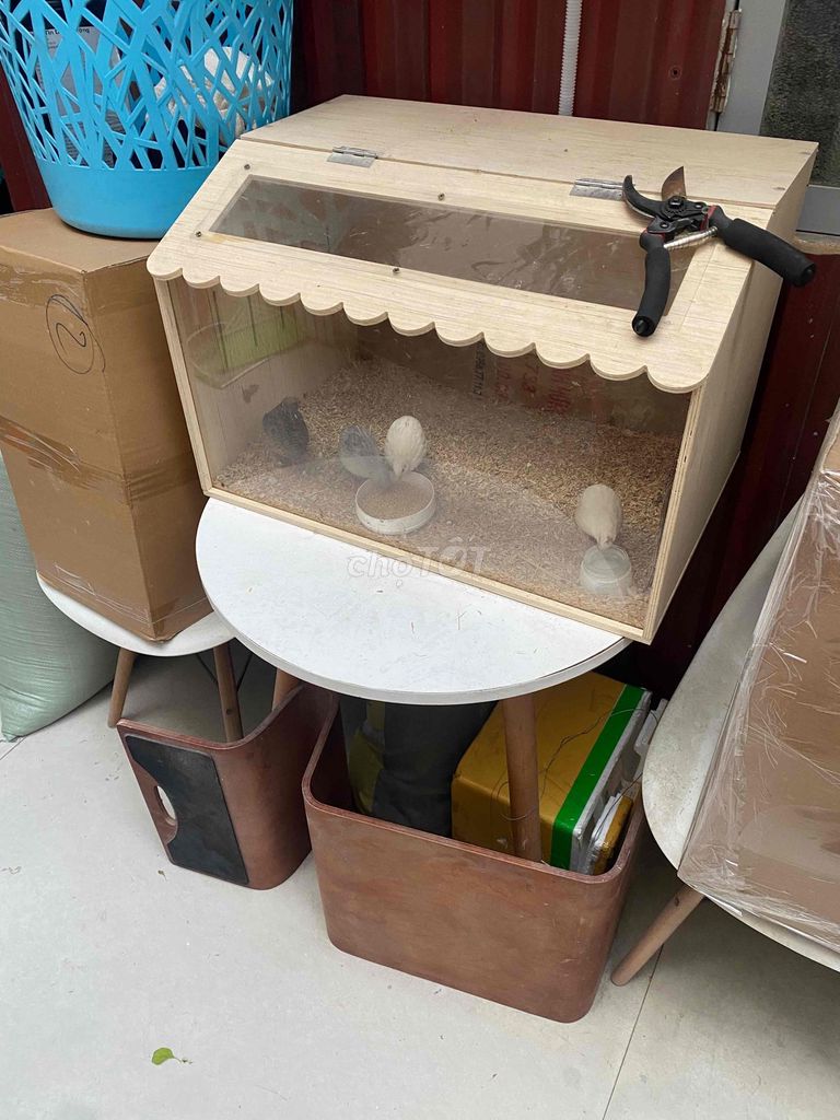 thanh lý gà ru ti + chuồng siêu rẻ. Mua bán Gà tại Quận Hoàng Mai Hà Nội được đăng bởi trí hình 1