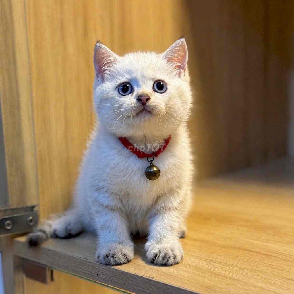 🐾❤️ MÈO XINH IU VỚI GIÁ CỰC KỲ ƯU ĐÃI ĐÂY Ạ ❤️🐾. Mua bán Mèo tại Quận 12 Tp Hồ Chí Minh được đăng bởi Hà hình 1