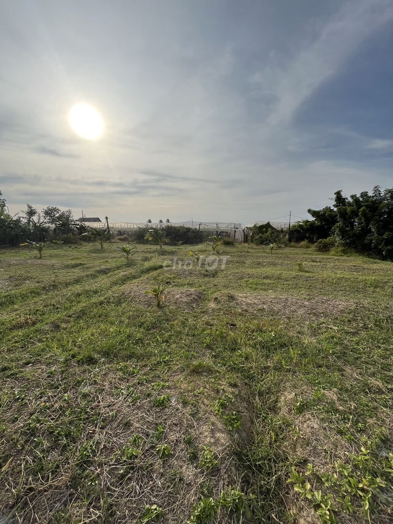 Bán Đất Nông Nghiệp 1284m2 HxH đường Nguyễn Viết Xuân -Bình Quý NPhuoc. Mua bán Đất tại Huyện Ninh Phước Ninh Thuận được đăng bởi Minhland68 hình 7