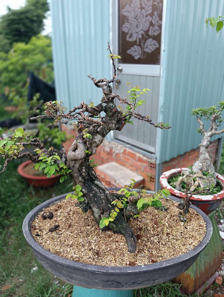Khế chua bonsai.. Mua bán Cây cảnh, đồ trang trí tại Quận Bình Tân Tp Hồ Chí Minh được đăng bởi Cây cảnh sàigòn hình 1