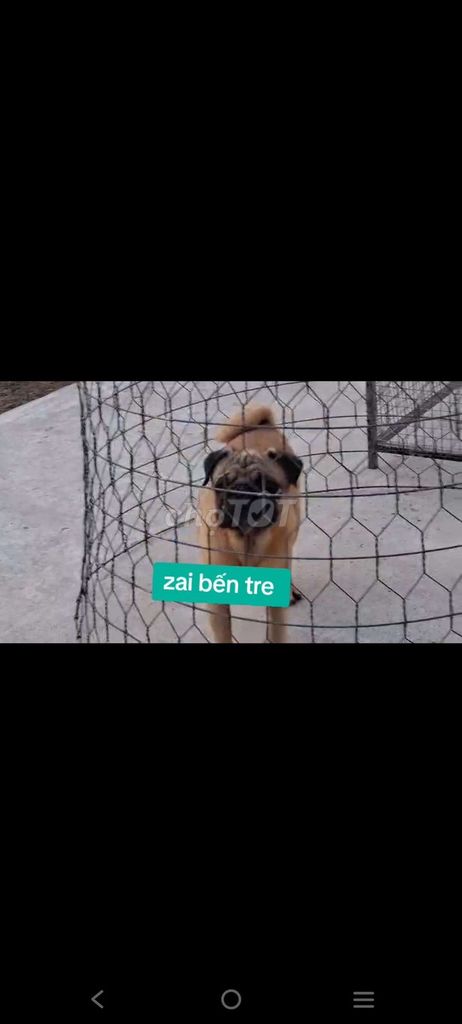 Chó Pug đực nâu vàng. Mua bán Chó tại Quận Bình Thạnh Tp Hồ Chí Minh được đăng bởi thuy tran hình 1