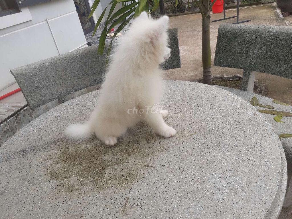 Chó Samoyed Trắng 2 tháng tuổi Đã tiêm ngừa. Mua bán Chó tại Quận Gò Vấp Tp Hồ Chí Minh được đăng bởi Trịnh Dương Bảo hình 1