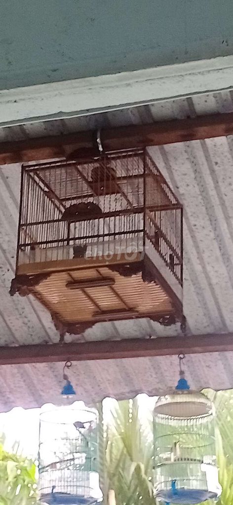 Lồng chim Gỗ đã sử dụng. Mua bán Phụ kiện, Thức ăn, Dịch vụ tại Huyện Nhà Bè Tp Hồ Chí Minh được đăng bởi Thông  hình 1