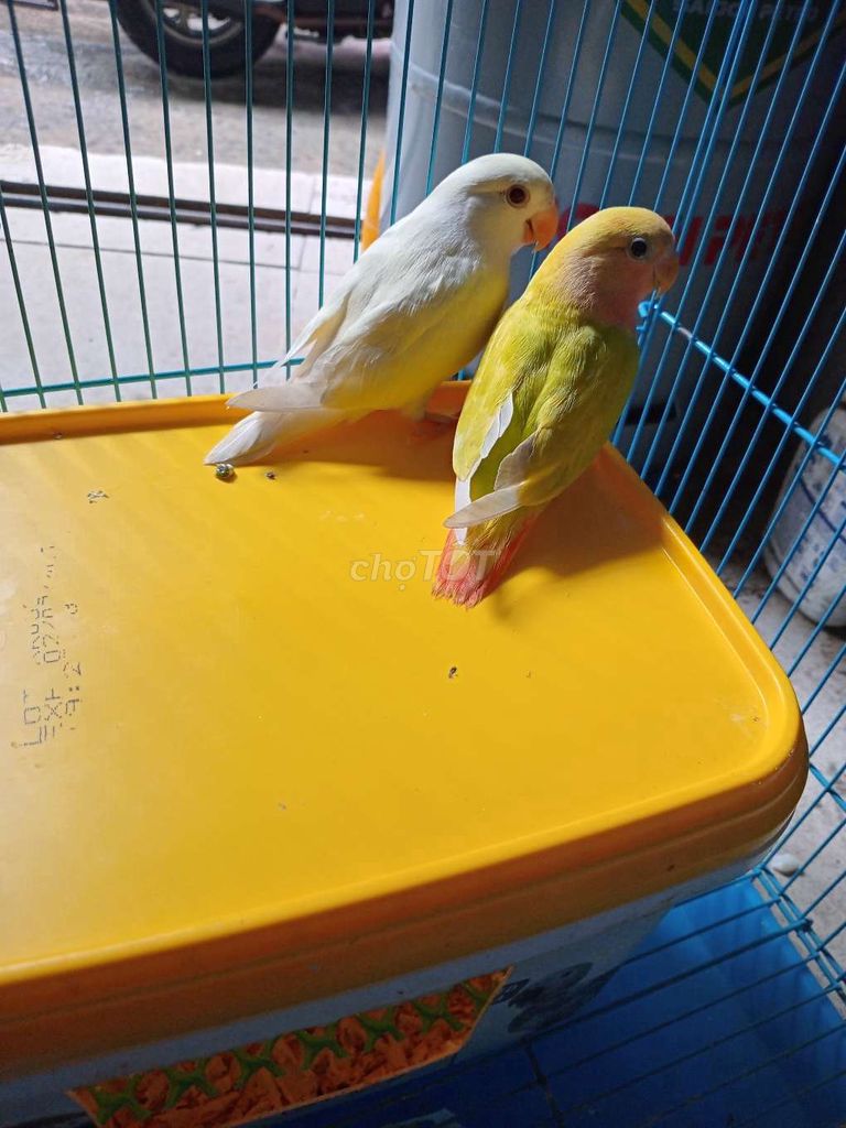 Chim Lovebird Trắng Vàng 5 tháng hơi nhát. Mua bán Chim tại Quận Bình Thạnh Tp Hồ Chí Minh được đăng bởi luan Nguyen  hình 1