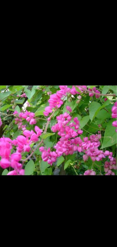 Cây dây leo💕 Hoa Tigon Hồng💕. Mua bán Cây cảnh, đồ trang trí tại Quận Gò Vấp Tp Hồ Chí Minh được đăng bởi Tô Kem  hình 1
