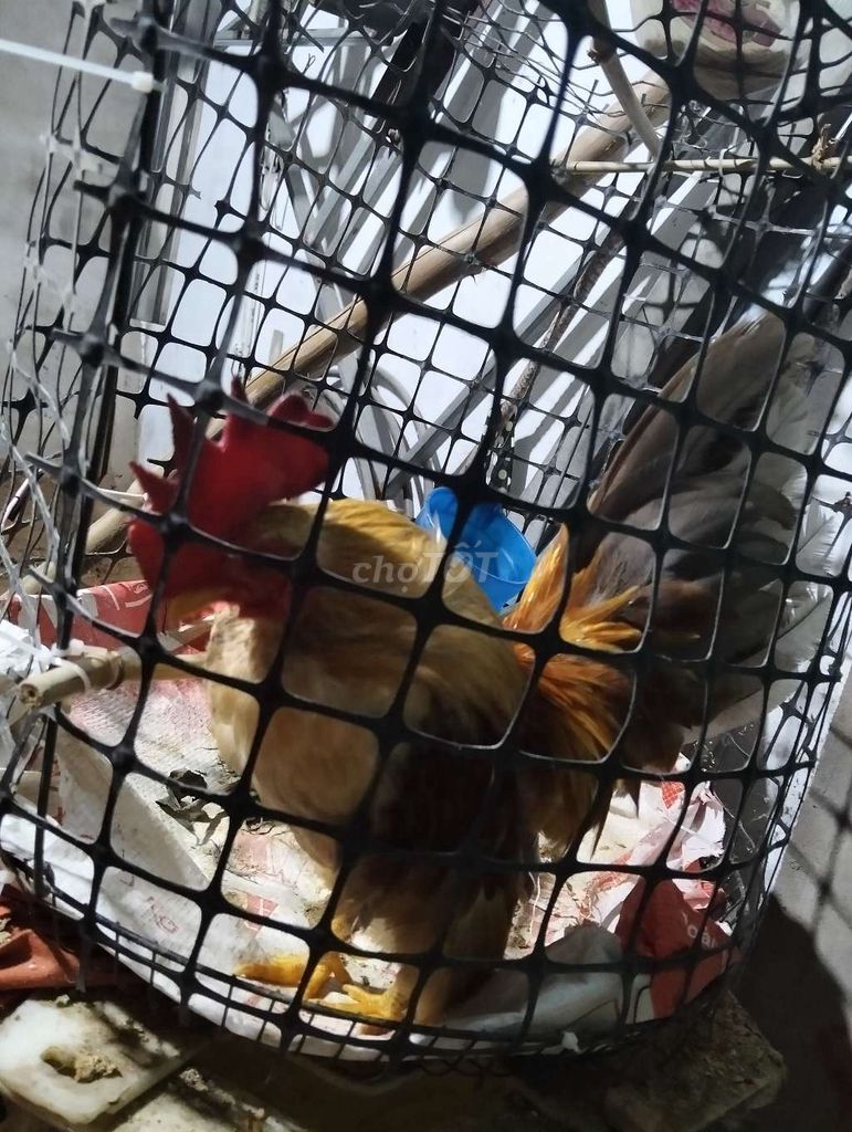 Bán hoặc giao lưu tre bắc.. Mua bán Gà tại Thị xã Bình Minh Vĩnh Long được đăng bởi hoang Nam hình 1