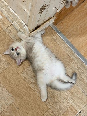 Gả Gấpppp mấy bé ALn nhà trồng được