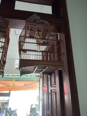 Bán cả lồng Chào mào bạch tạng gen đấu. Mua bán Chim tại Thành phố Thủ Đức Tp Hồ Chí Minh được đăng bởi Ngô tân