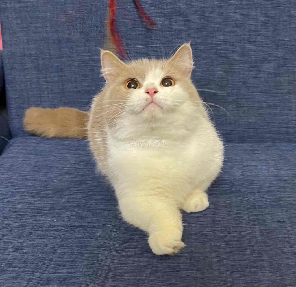 Mèo Anh lông ngắn cái trên 1 tuổi. Mua bán Mèo tại Huyện Thanh Trì Hà Nội được đăng bởi Nguyễn Thị Minh Nguyệt hình 1
