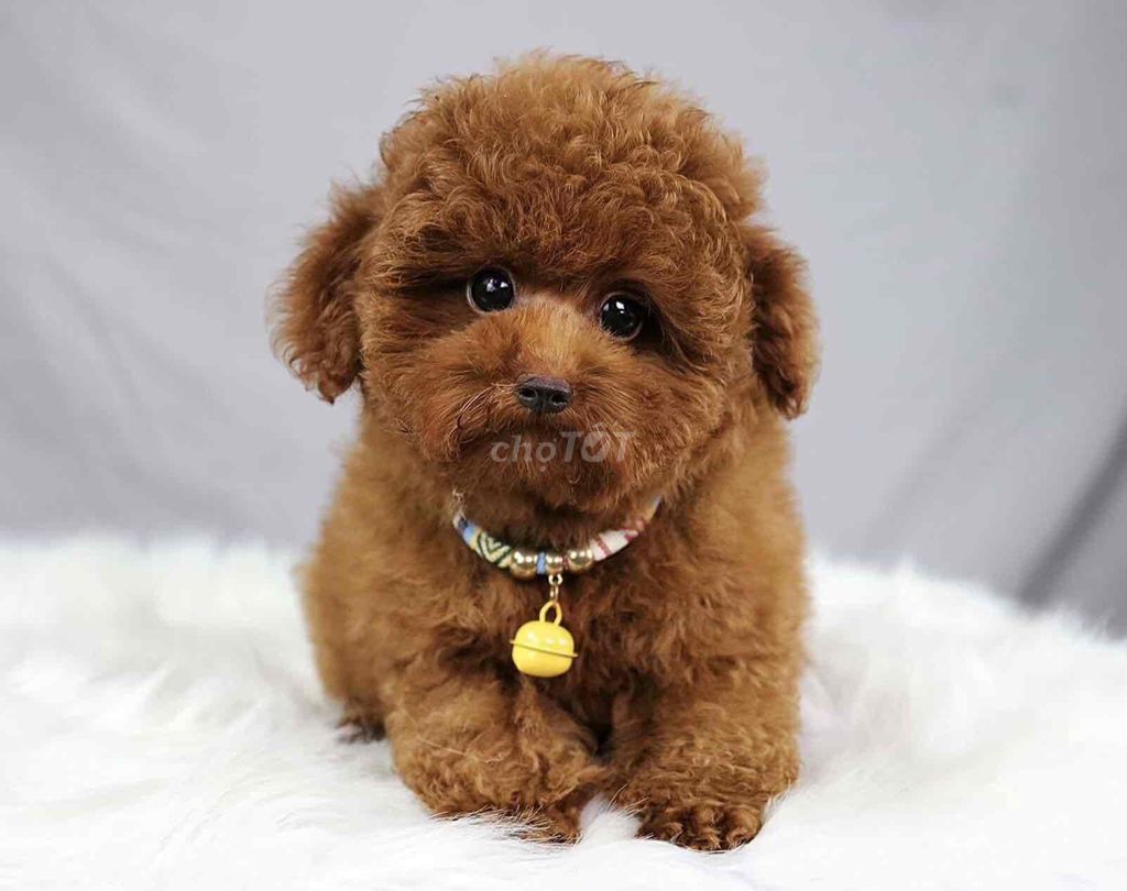 Chó Poodle Tiny Thuần nhà đẻ đủ màu