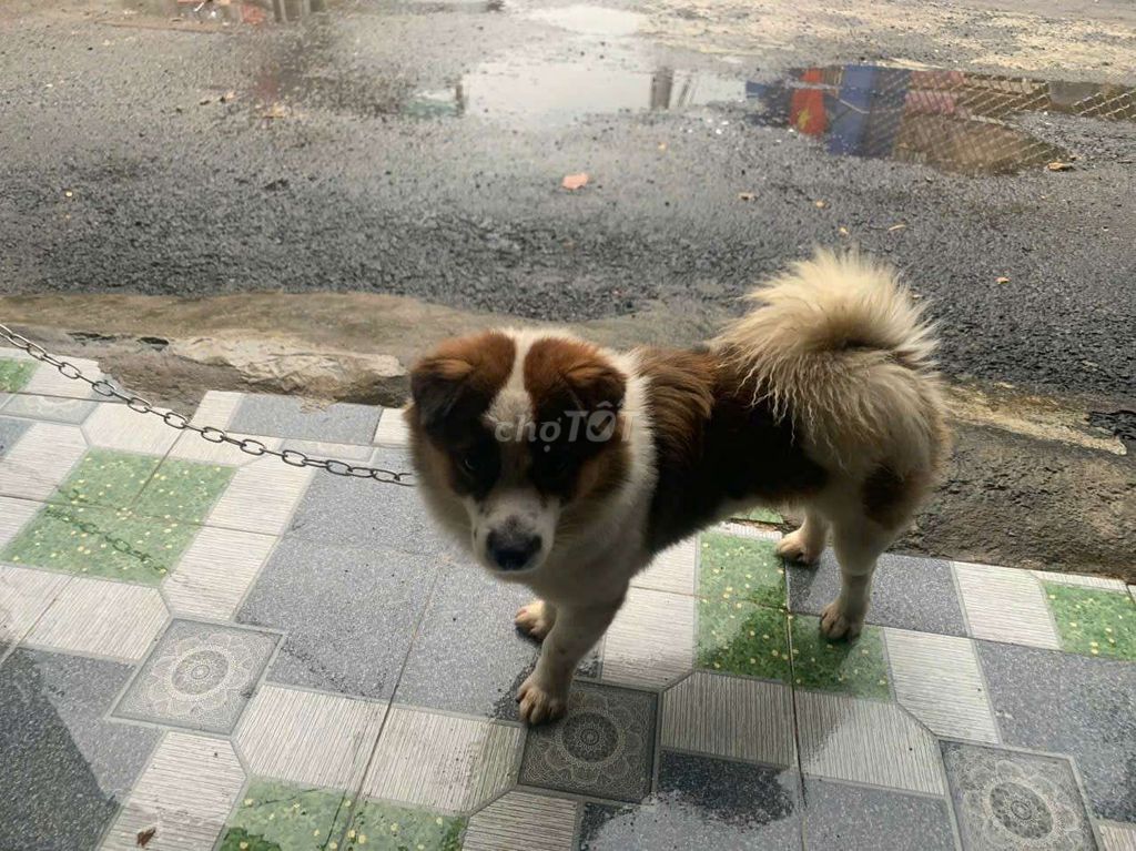Chó lai nhật. Mua bán Chó tại Thành phố Dĩ An Bình Dương được đăng bởi Duong hình 4