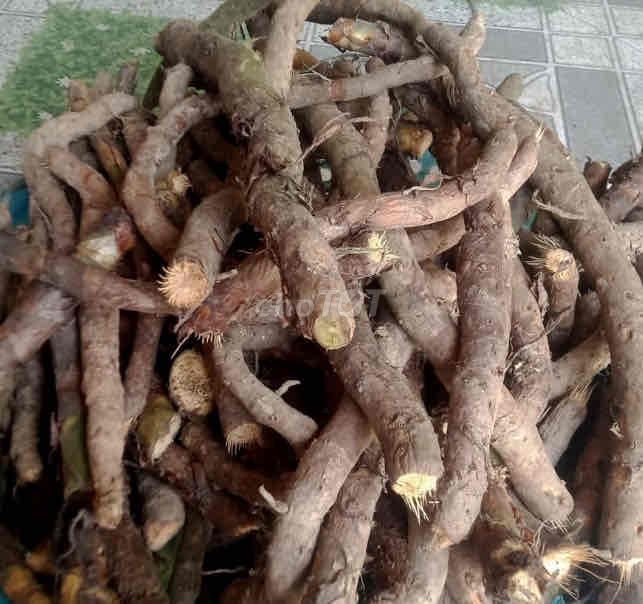 C sâm tiên mao tươi. Mua bán Đồ ăn, thực phẩm và các loại khác tại Quận Sơn Trà Đà Nẵng được đăng bởi Dược liệu Sơn Trà  hình 5