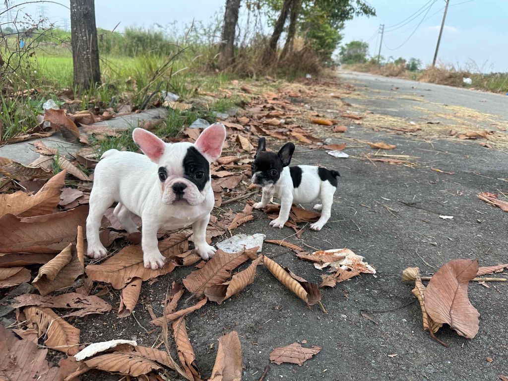 frenchbulldog - bull pháp bò sữa