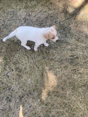 Chó cỏ Trắng Nâu đã ăn được cơm