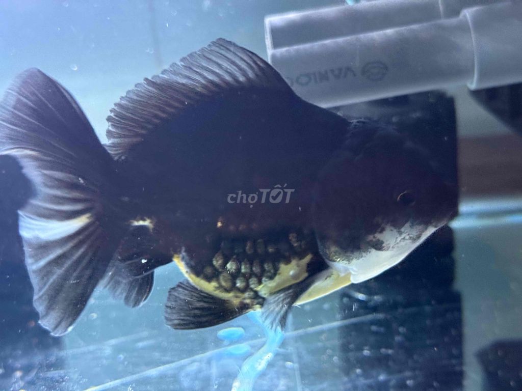 Cá Oranda Đen Vàng 4 ngón. Mua bán Thú cưng khác tại Huyện Bình Chánh Tp Hồ Chí Minh được đăng bởi P M T hình 1