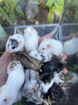 Chuyên Bán Sỉ và Lẻ Hamster tại TP.HCM Giá Tốt